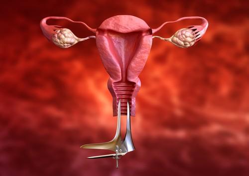 Przekrój narządów rozrodczych żeńskich